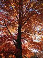 "Tokoroa (May 2012)" by rod.. from Hamilton, New Zealand - Tokoroa - perfect autumn colours!. Licensed under CC BY-SA 2.0 via Commons 