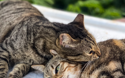 Grief And Compassion
