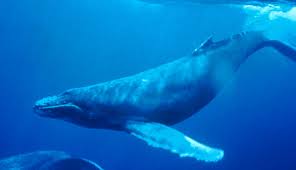 whale 2